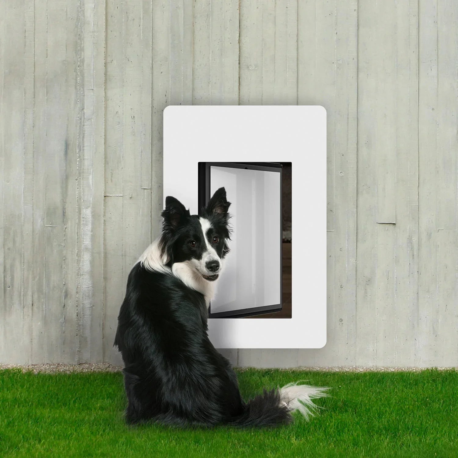petdoor with motion sensors and RFID - Right - Large – petWALK