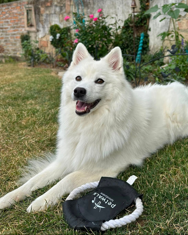 petWALK dog throwing disc