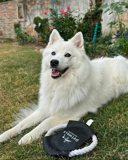 petWALK dog throwing disc