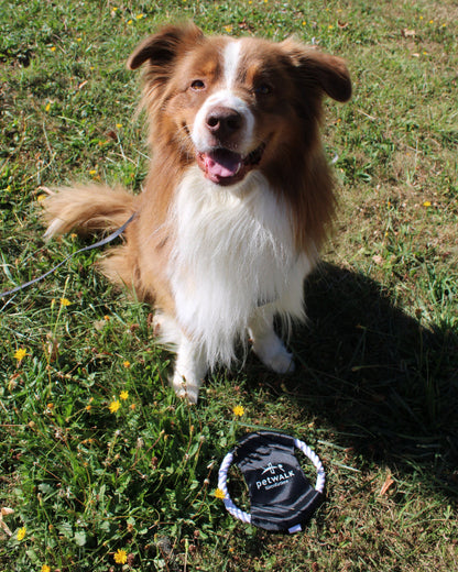 petWALK dog throwing disc